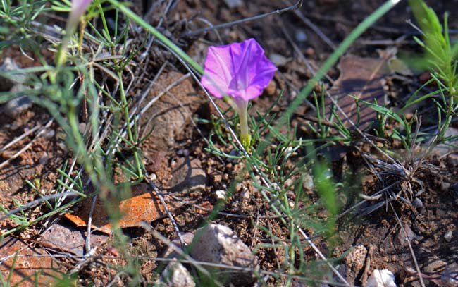 Ipomoea capillacea, Purple Morning-glory, Southwest Desert Flora